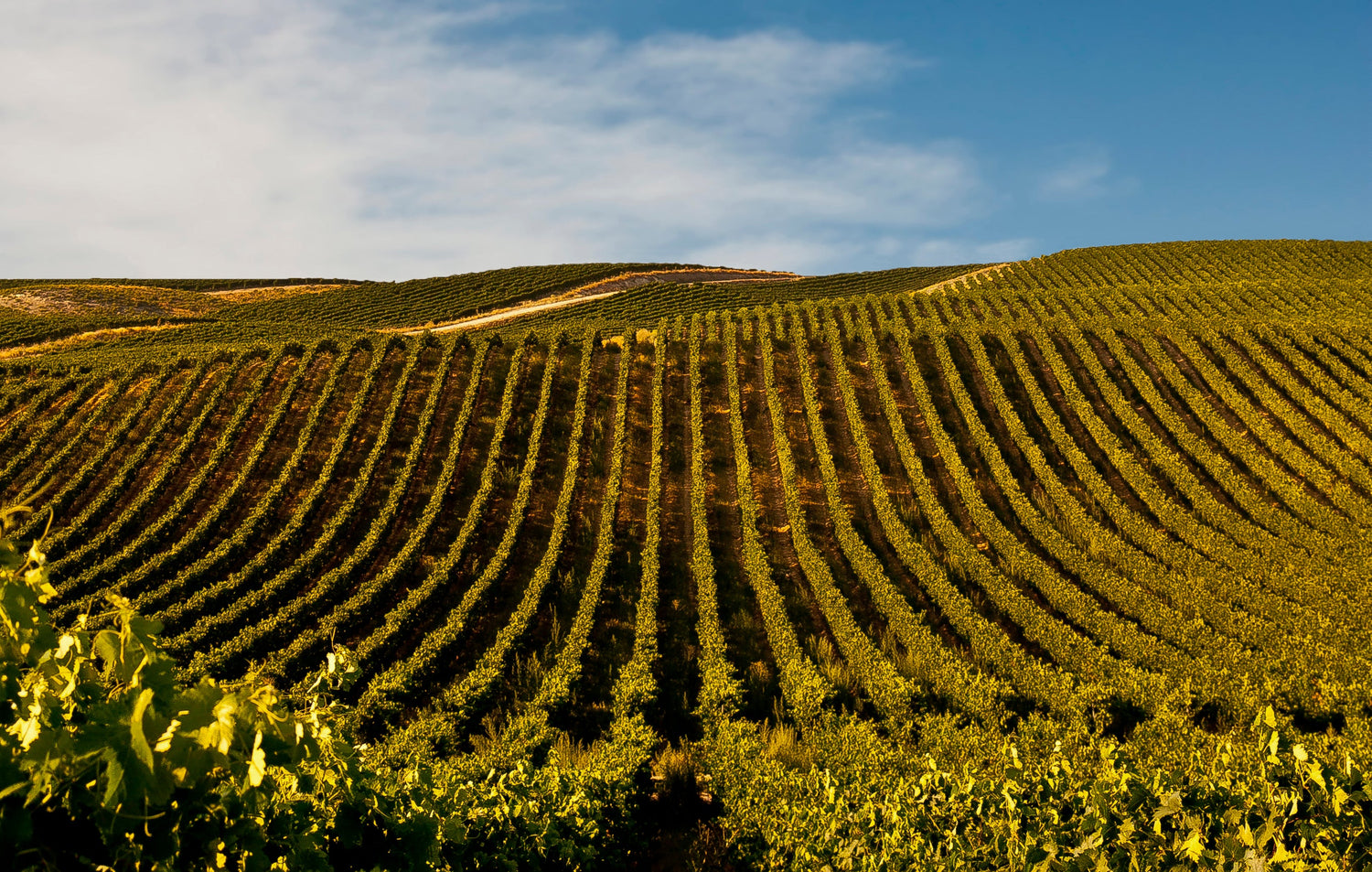 BODEGAS PRÍNCIPE DE VIANA AGRAMONT 🇪🇸 SALE!!